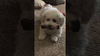 Don’t touch my bone Crazy dog 🤪 psycho dog shorts shortvideo animals maltipoo pets ohio [upl. by Ssepmet]