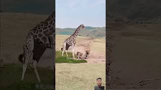 giraffe funny lionvsgiraffe wildlife wildlifefight animals giraffe lionfight wildanimals [upl. by Silsbye]