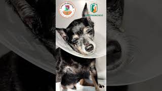 síndrome vestibular secundario a una otitis interna en perros parati veterinario perros vets [upl. by Anaimad]