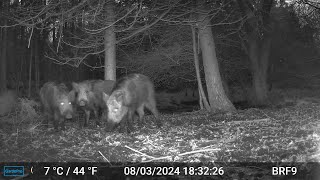 4 Wild Boars in front of the Trail Camera  Forest Of Dean [upl. by Munford34]