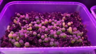 Lophophora Seedlings 3 months [upl. by Lidia]