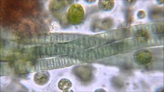 Gliding Motility of Cyanobacteria [upl. by Nelli]