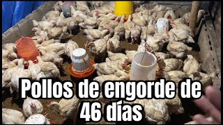 Cómo CRIAR POLLOS DE ENGORDEAvances de campaña 46 días [upl. by Zetnod]