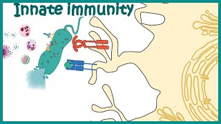 Innate immune system detailed overview [upl. by Toll]