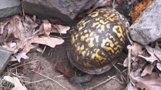 Eastern Box Turtle building a nest and laying eggs [upl. by Savitt]