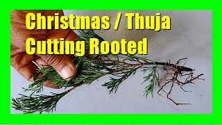 How to Propagate Thuja Plant From Cutting  Grow Christmas Trees From Cuttings [upl. by Ciri]