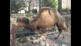 Bactrian Camels at Cleveland Zoo [upl. by Enahpets]