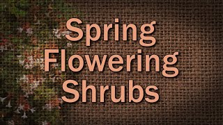 Spring Flowering Shrubs – Family Plot [upl. by Leahicm]