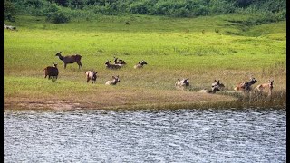 PERIYAR TIGER RESERVE BOAT SAFARI [upl. by Holub]