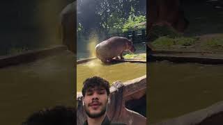 Hilarious Hippo Moment  Zoo Edition 😂 shorts wildlife [upl. by Aihsad]