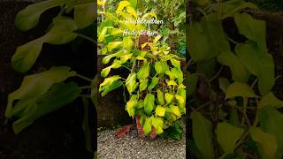 Philodendron hederaceum myhomegarden minivlog plantcaretips gardeningtips aestheticshorts shor [upl. by Grizel]