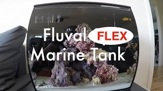 Fluval Flex Marine  5 Week Update [upl. by Hterag81]