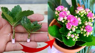 How to plant Kalanchoe plant from cuttings  Easy Method to growpropagate Kalanchoe plant [upl. by Anelem]