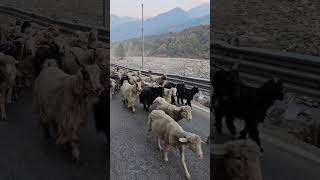 😍 😍 😍 Pashmina goat 🐐 🐐 🐐 ♑ ♑ ♑ find at manali Himachal [upl. by Turpin77]