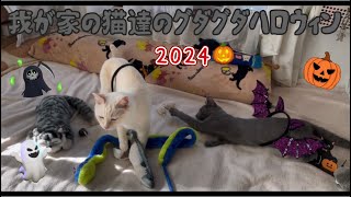 我が家の猫達のグダグダハロウィン2024🎃 [upl. by Yhtur]