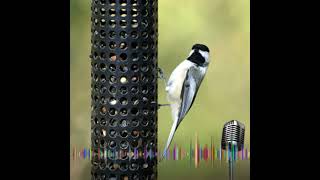 Blackcapped Chickadee [upl. by Pessa]