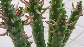 Аустроцилиндропунция Austrocylindropuntia subulata [upl. by Cocks]