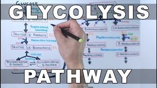 Glycolysis Pathway [upl. by Joana]