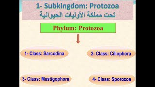 Phylum Protozoa شعبة الحيوانات الأولية [upl. by Ira196]