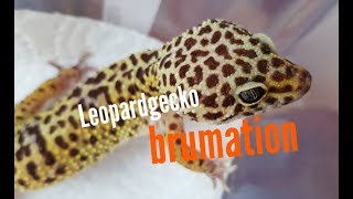 Leopard gecko brumation guide [upl. by Hadeehuat]