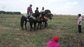 Location cheval mariage marocain [upl. by Eidok]