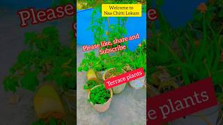 టెర్రస్పై ఈజీగా పెంచిన మొక్కలు  Easy growing plants on terrace  JACINTHAS RECIPES [upl. by Anotyad822]