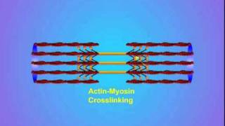 4 ActinMyosin Crosslinking [upl. by Adimra]