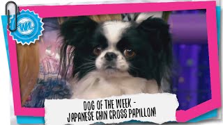 Dog of the Week  Japanese Chin Cross Papillon  What Now [upl. by Kowtko621]