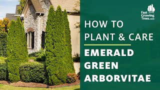 Emerald Green Arborvitae Tree  How to Plant amp Care [upl. by Kant]