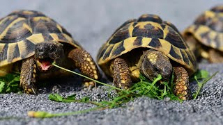 What species of tortoise is seen in todays image [upl. by Gnes152]