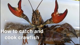 best way to catch and cook crayfish uk [upl. by Markus]