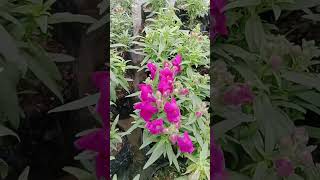 The golden nursery antenna flower shortvideo gardenplants [upl. by Dupuis]