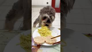 Puppy food review dog pets pupyy Pets dogfoodreview puppy puppyvideos cute Dog [upl. by Marrissa]