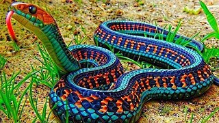 10 Most Beautiful Snakes In The World [upl. by Valleau]