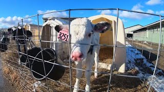 New program seeks to get more workers into Maines dairy industry [upl. by Woodley]