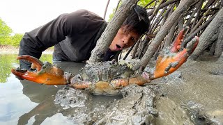 Amazing Catch Giant MUD CRABS  Catch a lot of big crabs after water down low using traditional tool [upl. by Costa]