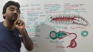 Phylum Platyhelminthes Flat worms kingdom Animalia biologywithmuhammadsajid FSc BS ALevel [upl. by Penny609]