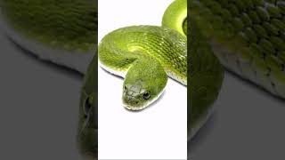 Green Keelback snake snake snakeconservation giantanimal wildlife natgeowild giantreptile [upl. by Attelahs]