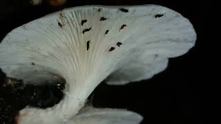 Nocturnal mycophilic insect activity on Pleurotus pulmonarius [upl. by Naihtniroc]