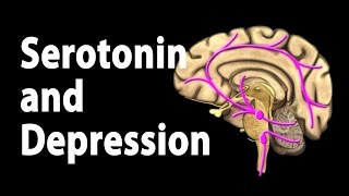 Serotonin and Treatments for Depression Animation [upl. by Namdor]