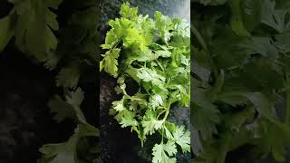 Coriander  Coriandrum sativum [upl. by Philipines14]