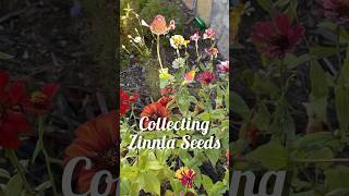 FREE flowers yes please zinnia flower seeds wintergarden garden gardening [upl. by Nylidnam]