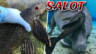 Bakit SALOT At PESTE Ang Mga ISDA Na Ito BAKIT MABILIS DUMAMI ANG MGA JANITOR FISH [upl. by Yelda]