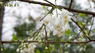 Carolina silverbell Halesia tetraptera  Plant Identification [upl. by Alexandro989]