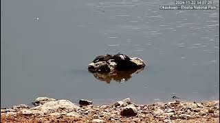 Two Terrapins sunbathing [upl. by Ivel39]