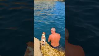 The waterfearing dog learned how to swimshortvideo shorts funny dog animals love cute pet [upl. by Ingelbert]