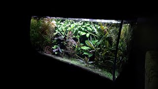 Looking in on My Fluval Flex Tanks [upl. by Ademordna793]