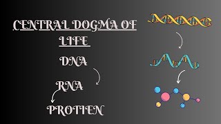 Central Dogma  Protein Synthesis  Transcription  Translation [upl. by Atterys519]