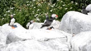 The Call of the Puffins [upl. by Nalyd]