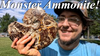 We Found a MONSTER Ammonite Covered in Sutures and Ammolite Fossil Hunt Repair Prep and Polish [upl. by Jaime]